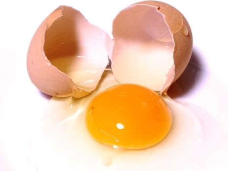 egg-2147169_1920-463x348